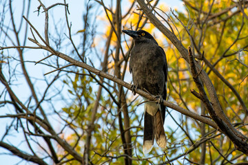 A Pied Currawong