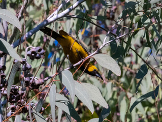 Hooded Oriole peaking thru a branch