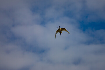 An Australian Ibis soaring through the sky