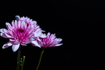 Pink Chrysanthemum