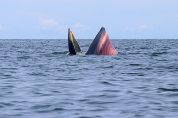 Bryde's whale or Eden's whale