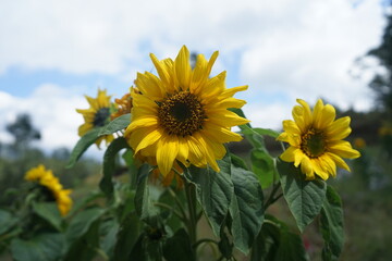 Sunflowers that are blooming in the garden during the day