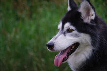 The beautiful Siberian Husky dog