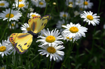 Yellow spotted butterfly sits upon some white daisies