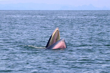 Naklejka premium Bryde's whale or Eden's whale