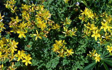 
beautiful yellow flowers grow in the garden on a summer day