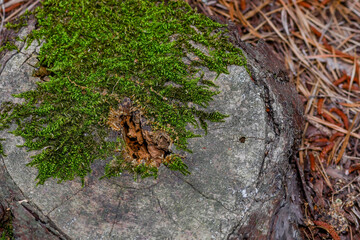 Velvety green moss growing on top of tree stump
