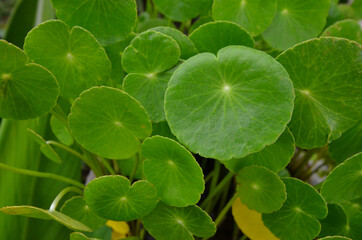 Fototapeta na wymiar Beautiful green round leaves of water pennywort plant