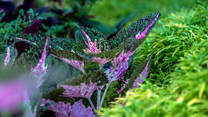ornamental plants green and purple leaves in the garden