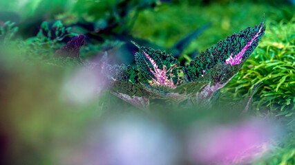 ornamental plants green and purple leaves in the garden