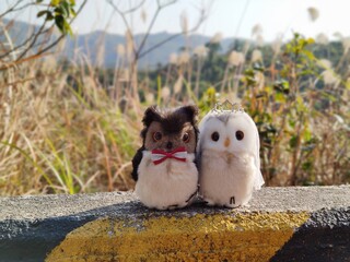 owl photography cute pets friendship