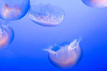 jellyfish in the blue water