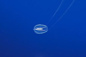 sea gooseberry