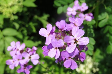 Purple Hesperis flowers in Florida nature, closeup