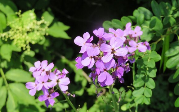 Beautiful purple Dame's rocket flowers (hesperis matronalis) in the garden, closeup