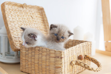 Two kitten cat in the basket 