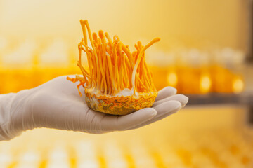 Cordyceps farm Owner checking quality of Cordyceps militaris (Chinese Herbs) fully grown and  ready...