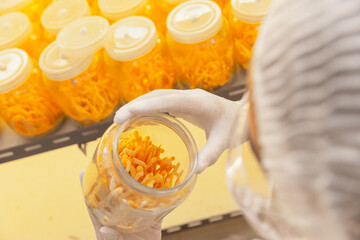 Cordyceps farm Owner checking quality of Cordyceps militaris (Chinese Herbs) fully grown and  ready to harvest in glass bottle on the shelf.Food industry and herbe.