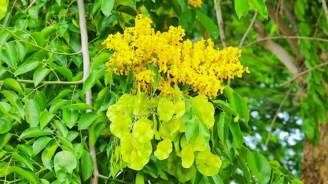 Burmese Padauk tree, yellow flowers blooming in summer