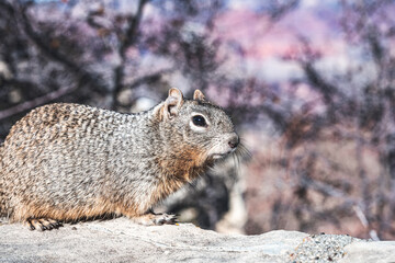 Squirrel at Grand Canyon National Park