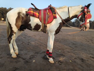 horse and cart
