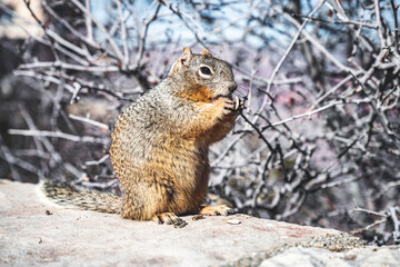 Naklejka na ściany i meble Squirrel at Grand Canyon National Park
