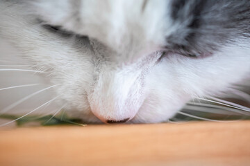 macro photo of a white cat, a cat sniffing something on the table
