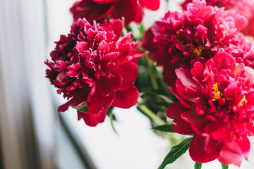 Beautiful mono bouquet of fresh lush red peonies in vase on the windowsill with curtains at home