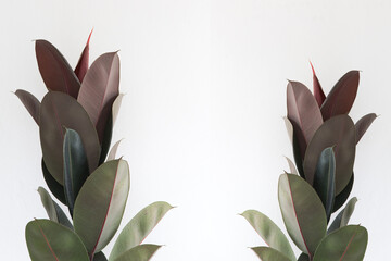Rubber Plant Leaves on white background.