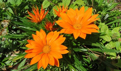 Orange gazania flowers in Florida zoological garden, closeup