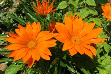 Beautiful orange gazania flowers in Florida zoological garden, closeup