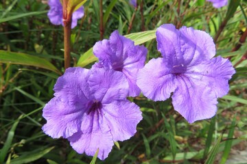 Beautiful purple petunia flower in Florida nature, closeup