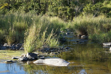 Grasses reflected in the waterway.