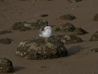 A seagull anchored to the rock on a very windy day.