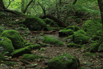 Nature in mitake mountain , japan ,tokyo