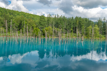 北海道 美瑛の白金青い池