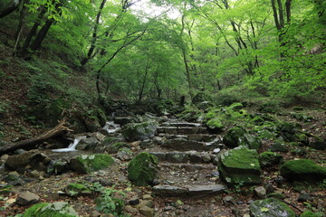 Fototapeta premium Nature in mitake mountain , japan ,tokyo