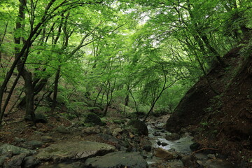 Nature in mitake mountain , japan ,tokyo
