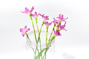 Pink flowers in a vase on a white background