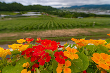 北海道　仁木町