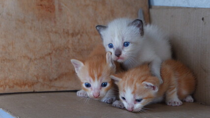 The three kittens