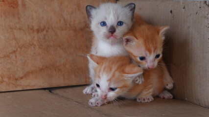 The three kittens