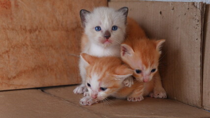 The three kittens