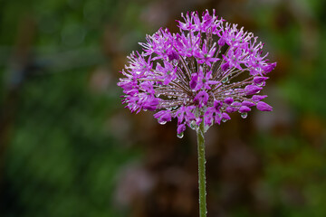 Raindrops captured on purple allium inflorescence