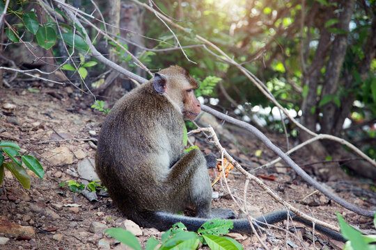 domestic monkey feeding human food on the public zoo