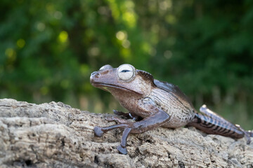 Borneo eared tree frog, polypedates otilophus on the branch