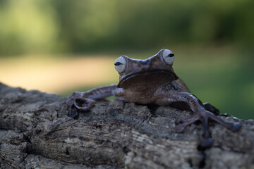 Borneo eared tree frog, polypedates otilophus on the branch