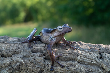 Borneo eared tree frog, polypedates otilophus on the branch