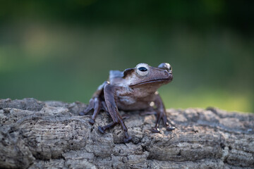 Borneo eared tree frog, polypedates otilophus on the branch