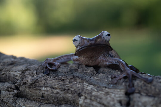 Borneo eared tree frog, polypedates otilophus on the branch